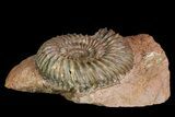 Parkinsonia Ammonite - Sengenthal, Germany #92452-1